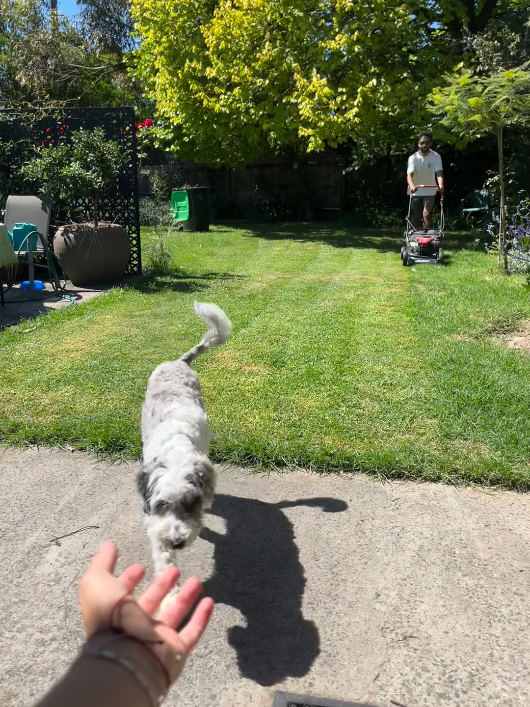 A hand reaching out to a fluffy white and grey dog running across a sunny concrete patio, while another person mows the lawn in the background